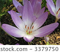 Canine saffron 3379750