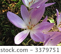 Canine saffron 3379751