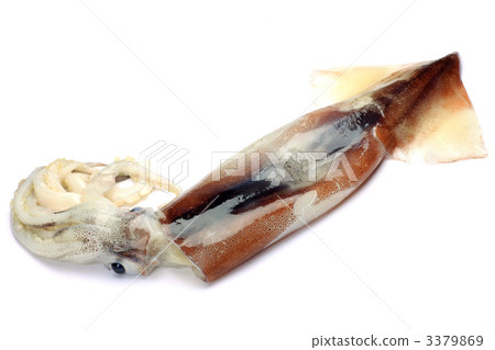 魷魚 3379869