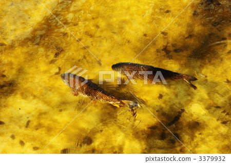 鯉魚 小金井公園 魚 3379932