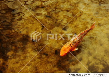 鯉魚 淡水魚 魚 3379938