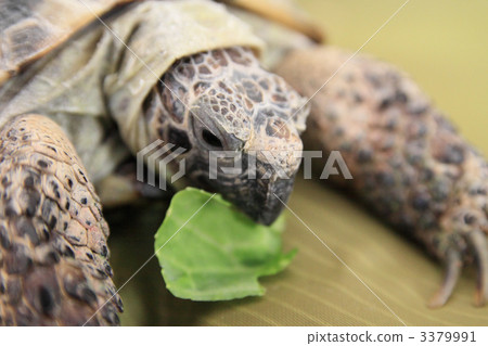 Momo-chan Momo-chan 3379991