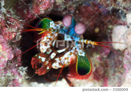 甲殼動物 生態 生態學 3380009