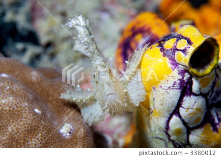 紙魚 葉魚 海綿 3380012