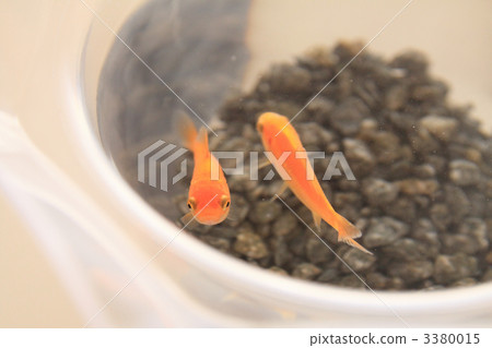 金魚 金魚 3380015
