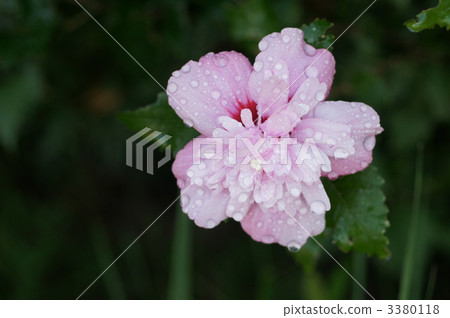 shaggy hair, bloom, blossom 3380118