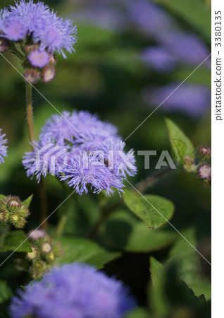 ageratum, whiteweed, evergreen perennial plant 3380135