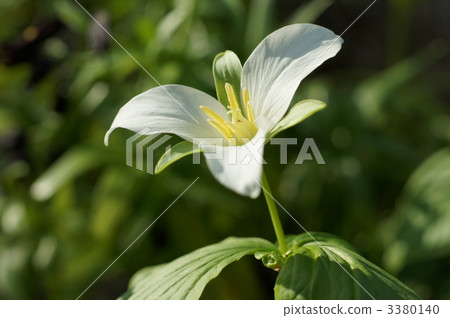 trillium, bloom, blossom 3380140