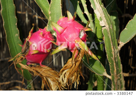 dragonfruit, dragon fruit, beautiful 3380147