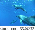 dolphin, dolphins, sea animals 3380232