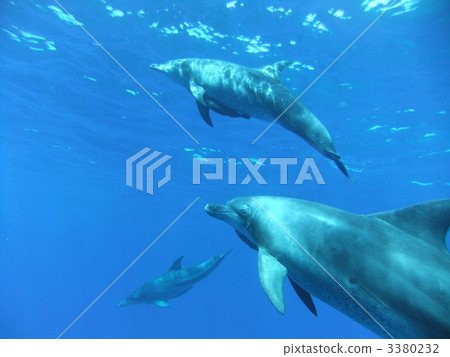 dolphin, dolphins, sea animals 3380232