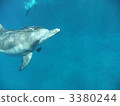 dolphin, dolphins, animal 3380244
