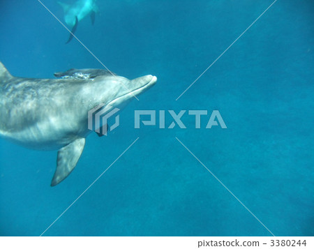 海豚 動物 海洋動物 3380244