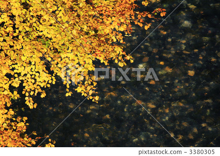 Autumn leaves 3380305