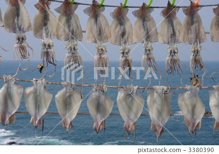 Dried squid curtain dried overnight dried squid Dried squid curtain dried overnight dried squid 3380390