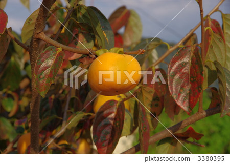 柿子柿子柿子 3380395