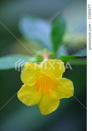 Fly Ariake Kazura 3380977