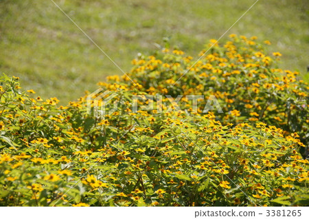 October Melanpodium · Asteraceae 09 3381265