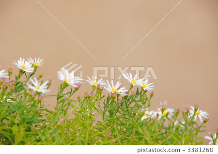 October Yamashiroku · Asteraceae 02 October Yamashiroku · Asteraceae 02 3381268
