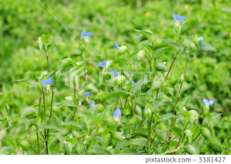 Blue green leaves and green leaves Blue green leaves and green leaves 3381427
