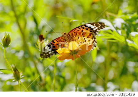 The female of the clover and the kibanacosmos The female of the clover and the kibanacosmos 3381429