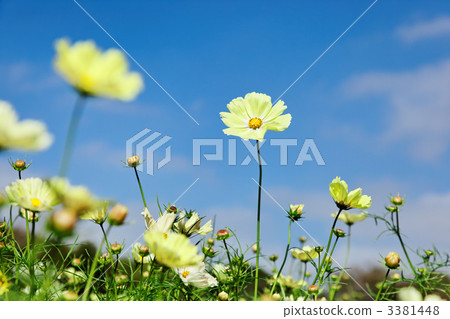 Yellow cosmos flower and blue sky of Showa Memorial Park Yellow cosmos flower and blue sky of Showa Memorial Park 3381448