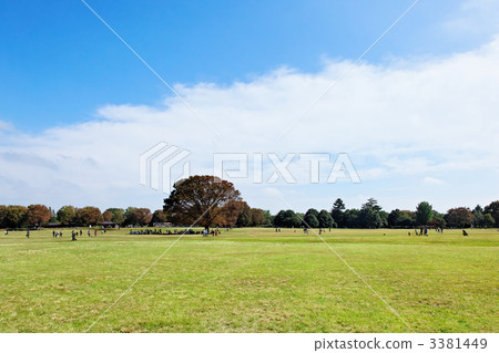 Square of Showa Memorial Park where the blue sky of autumn spreads and big trees of trees Square of Showa Memorial Park where the blue sky of autumn spreads and big trees of trees 3381449