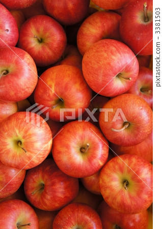Apples ranging from apple plantation apple 3381503
