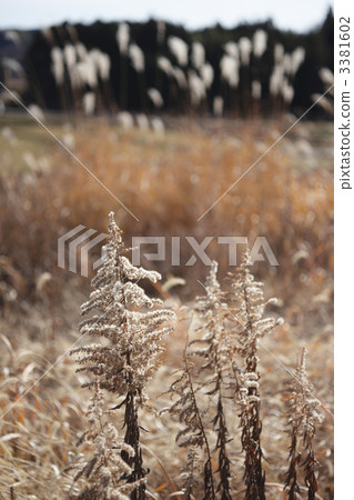 死場 死場 3381602