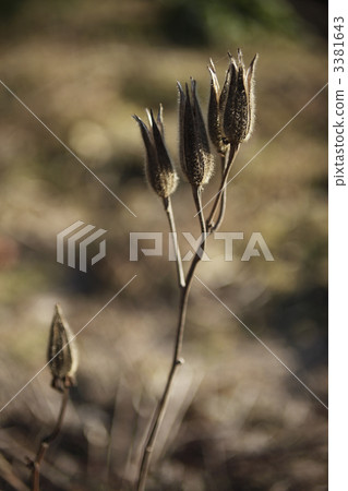 Withered lilies Withered lilies 3381643