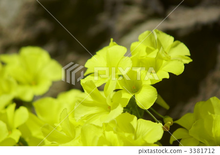 Oxalis giant yellowflower vinegar 3381712