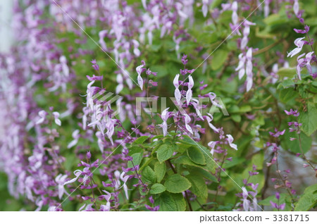 Orth chiffon · Rabiatuzus aka pink panther 3381715