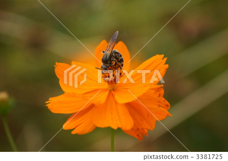 Golden hair belly long soil and yellow flower autumn cherry 3381725