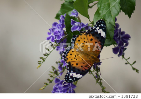 Black leopard and duranta 3381728