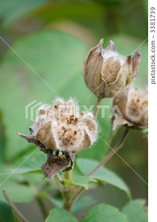 On the way to dead Furong 3381739