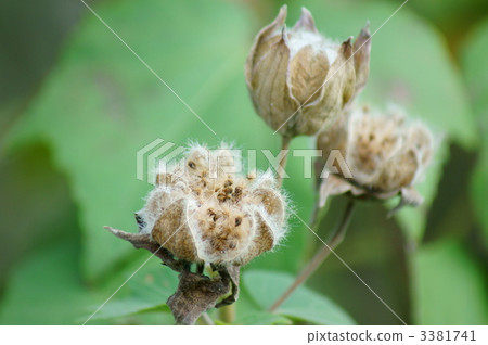 在去芙蓉的路上 3381741
