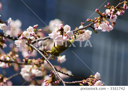 I love Meguro nectar for Oyaku Sakura I love Meguro nectar for Oyaku Sakura 3381742