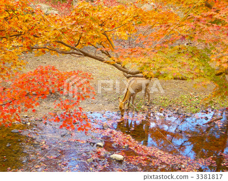 奈良公園鹿 3381817