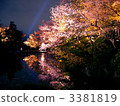 夜晚的櫻花 3381819