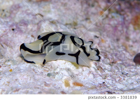 Nuushi Nuushi 3381839