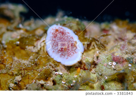 海參 海參 3381843