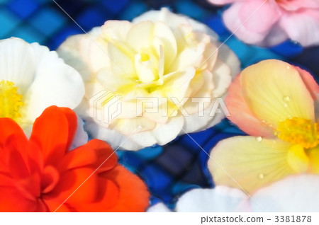 漂浮水的表面上的秋海棠一朵五顏六色的花。 漂浮水的表面上的秋海棠一朵五顏六色的花。 3381878