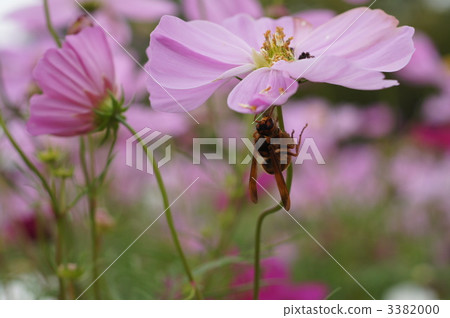bee, bug, insect 3382000