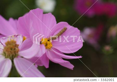 larva, cabbageworm, insect 3382001