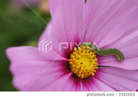 larva, cabbageworm, bug 3382003
