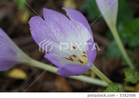 蔥蘭 雨百合 花朵 3382006