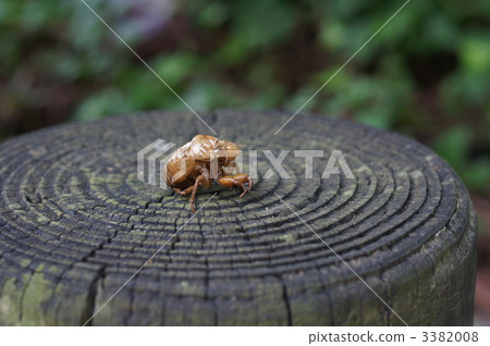 年輪 煙蒂 一隻動物 3382008