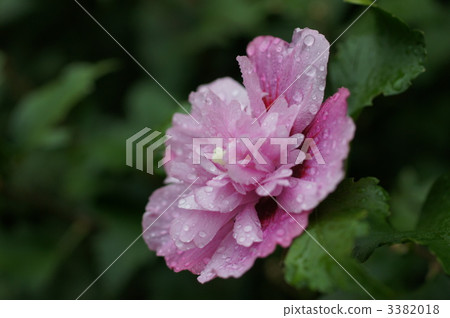 shaggy hair, bloom, blossom 3382018