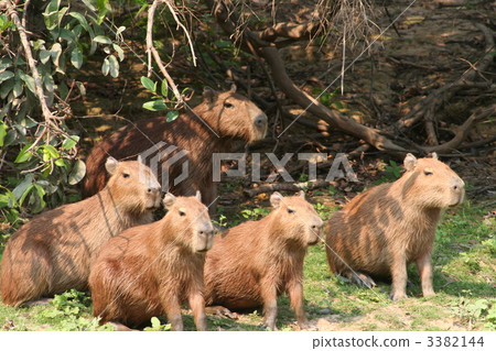 水豚 水豚 3382144