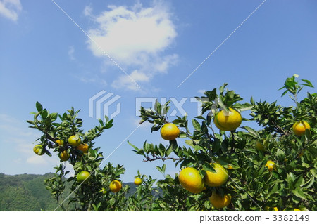 mandarin orange, mikan, fruit 3382149